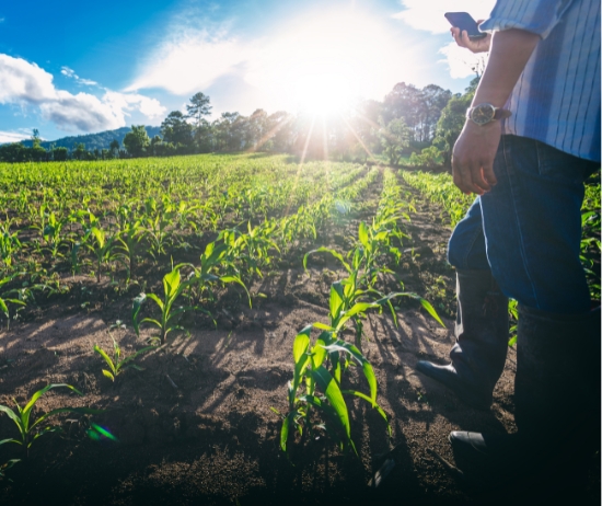 O seguro agrícola oferece garantias amplas e permite ao produtor rural proteger-se contra perdas decorrentes de fenômenos climáticos adversos, desde sua emergência até colheita. Cobre explorações agrícolas contra perdas decorrentes de fenômenos.